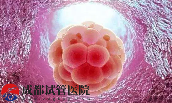 3天鲜胚的着床过程，第二天就开始细胞分化(图2)