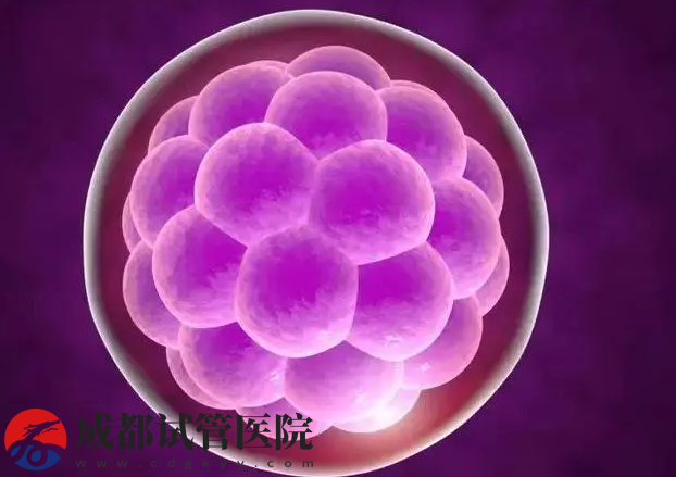优胚养囊不成功的患者建议,调节饮食可以提高成功率(图1) 优胚养囊不成功的患者建议,调节饮食可以提高成功率(图1)