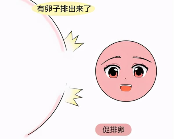 怎么看肚子分辨男女？怎样区别尖肚子圆肚子？(图1)
