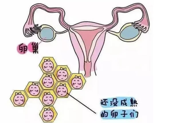 试管之窗 孕妇看男女最准的方法有什么?怎么判断男女?(图1)